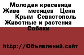 Молодая красавица Жива. 5 месяцев › Цена ­ 1 - Крым, Севастополь Животные и растения » Собаки   